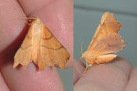 Ennomos erosaria