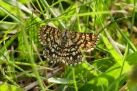 Chiasmia clathrata
