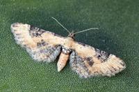 Eupithecia gueneata