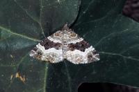 Epirrhoe alternata