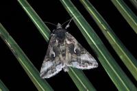 Autographa gamma