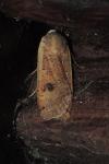 Noctua pronuba