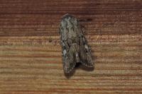 Luperina testacea
