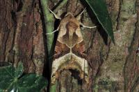 Phlogophora meticulosa