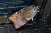 Noctua janthe/janthina