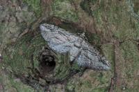 Eupithecia phoeniceata