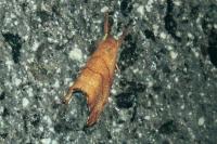 Falcaria lacertinaria