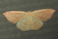 Cyclophora