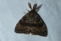 Lymantria dispar
