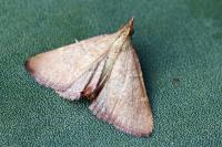 Hypsopygia incarnatalis