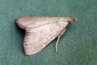 Hypsopygia incarnatalis