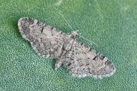 Eupithecia ultimaria