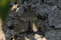 Catocala elocata