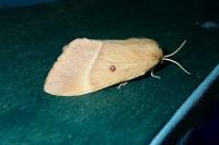 Lasiocampa quercus quercus