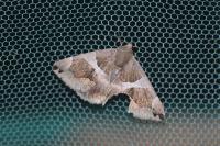 Dysgonia algira