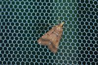 Stemmatophora brunnealis