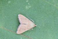 Endotricha flammealis