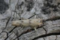 Homoeosoma sinuella