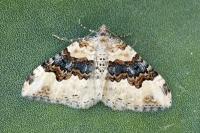 Epirrhoe galiata