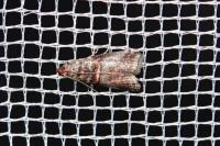 Acrobasis advenella