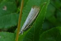 Agriphila straminella