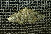 Cleorodes lichenaria