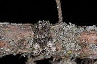 Craniophora ligustri