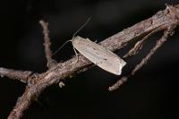 Pelosia muscerda