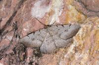 Odontognophos dumetata