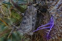 Agrotis clavis clavis