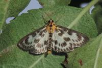 Anania hortulata