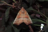 Scoliopteryx libatrix