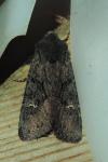 Aporophyla nigra