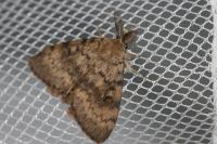 Lymantria dispar