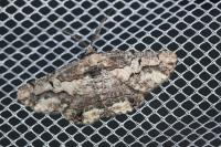 Menophra japygiaria
