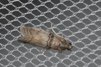 Sciota rhenella