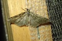 Tephronia sepiaria