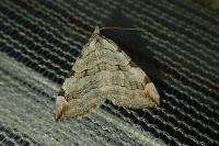 Aplocera efformata/plagiata