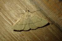 Paracolax tristalis