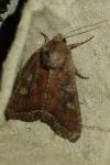 Lacanobia oleracea