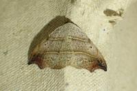Laspeyria flexula
