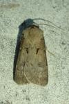 Agrotis exclamationis exclamationis