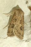 Agrotis bigramma