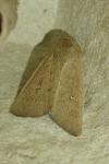 Mythimna sicula