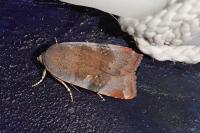 Noctua janthe/janthina