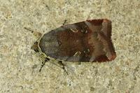 Noctua janthe/janthina