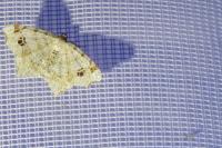 Macaria notata