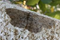 Hypomecis punctinalis