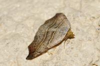 Laspeyria flexula