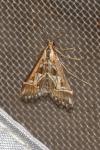 Diasemia reticularis